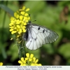 parnassius mnemosyne male2